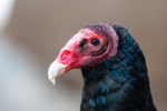 turkey vulture Cathartes aura-1742