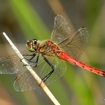 Spotted Darter (Sympetrum depressiusculum) M