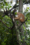 Macaque Monkey in Jungle in Ella Sri Lanka 9