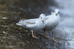 Bonaparte's and Black-headed Gulls, side-by-side, Farmoor