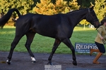 655-A.LITTLE.UNBELIEVABLE-Nathalie.Round-TrotUp+SJ portfolio