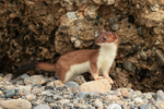 Stoat pauses for a moment, Duck Island, Alaska