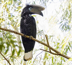 Black and White Casqued Hornbill