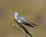 Cuckoo - Cuculus canorus
