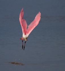 Roseate Spoonbil _0021