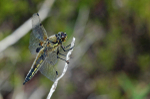 Four-spotted Chaser