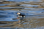 Puffin 2892