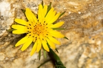 Jack go to bed by midday - Tragopogon pratensis