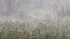 Heavy Dew and Rising Mist #2