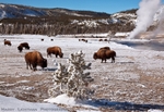 Biscuit Bison