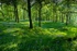 Nibthwaite Woodland