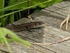 Common Lizard
