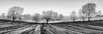 Tree shadows, near Youlgrave