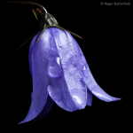 Harebell (01)