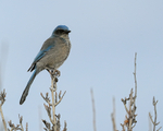 Western Scrub-Jay, Bosque del Apache, New Mexico