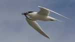 Sandwich Tern with Sandeel, Cemlyn Bay, Anglesey, North Wales