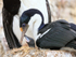 Imperial Shag adult & chick interaction, Cape Bougainville, Falklands