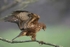 Buzzard,Louth