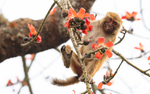 Assamese Macaque