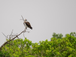 Osprey