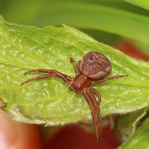 Ground Crab Spider / Thomisidae xysticus