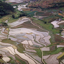 KM-99B Paddy Fields near Fanling - 1974