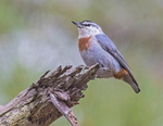 Kruper's Nuthatch.