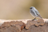 Plumbeous Sierra-Finch (male), El Tatio Geyser Field, Chile