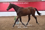 BPP_1824