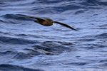Low-flying White-chinned Petrel, South Africa
