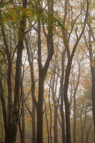 Misty and damp morning at Dhoon Glen. The Autumn colours shining through.