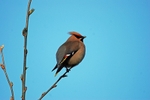 Waxwing