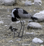 Blacksmith Plover with young