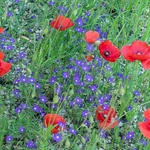 Red Field Poppies (Papaver rhoeas) with Venus' looking-glass (Legousia speculum-veneris