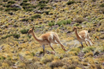 Vicunas running, near Salar de Talar, Atacama Desert, Chile