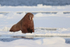 Walrus resting on ice floe, Spitsbergen, Svalbard