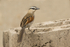 Black Crowned Chagra.