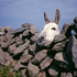 Donkey Relaxing over old Irish stone wall, Ireland