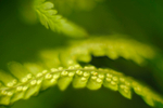 Dryopteris, Mynydd Llandygai