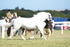 DSC07545