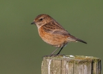 Stonechat 2