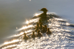 Goosander Family