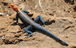 Red Headed Rock Agama