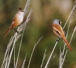 Bearded Tit pair