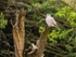 Turtle Dove