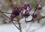 Berries & Ice