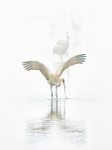 Sandhill Cranes In Spring Fog-Vertical