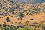 Sierra de Andújar, Andalucia, Spain