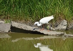 Little Egret