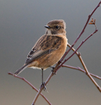 Stonechat (female) perched on a branch
